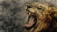 Enraged Lion Enraged Lion