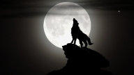 Night Of The Lone Wolf Night Of The Lone Wolf