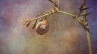 Snail's Tale of Fail and Hail Snail's Tale of Fail and Hail