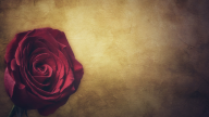 Black Rose Black Rose